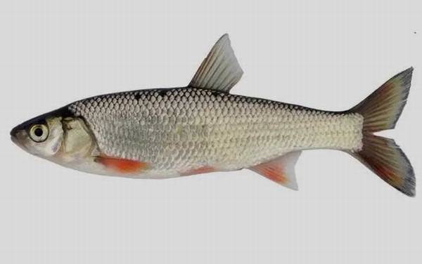 三花五罗都是什么鱼?