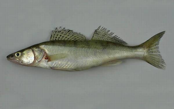 三花五罗都是什么鱼?