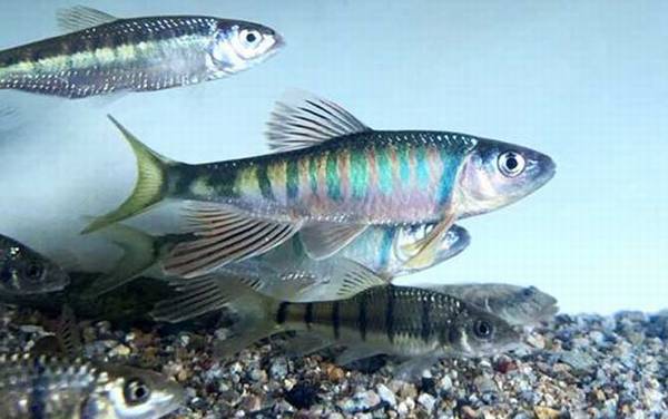 什么鱼最好养?