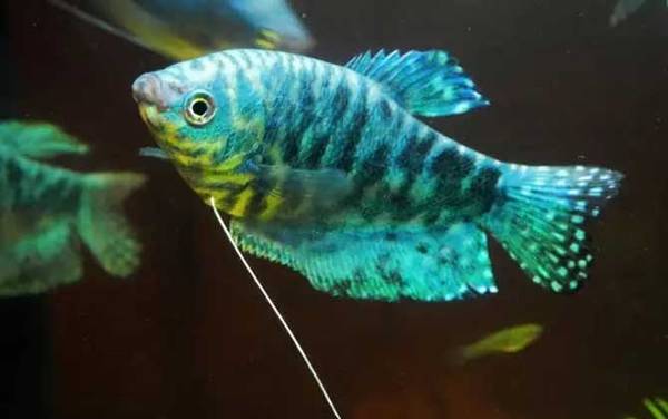 养鱼的水有什么讲究?