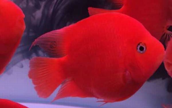 鱼的记忆有多久?