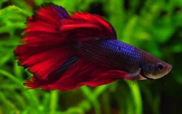 鱼缸水浑浊原因和解决方案