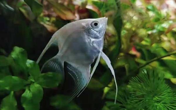 鱼缸水浑浊原因和解决方案