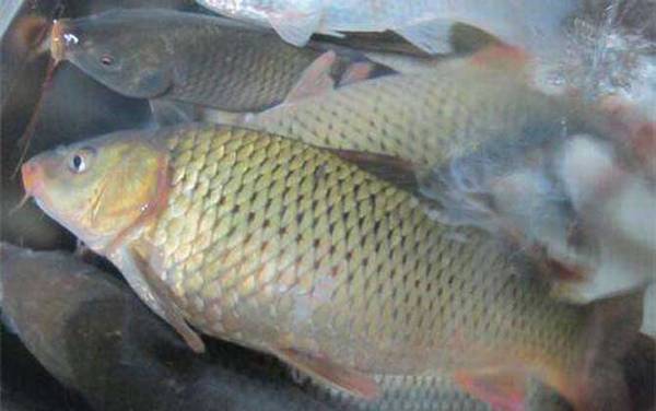 鲤鱼怎么去腥线?