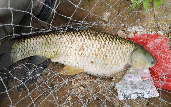 草鱼吃什么草长得最快?