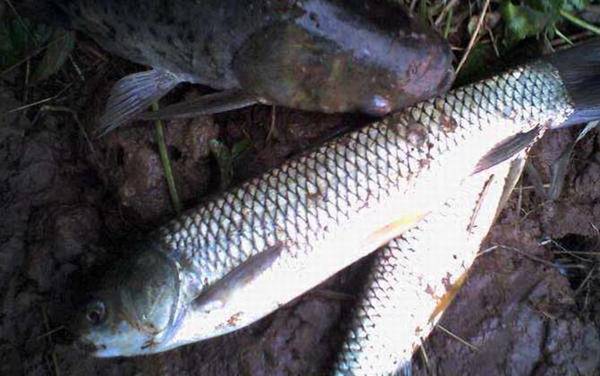 草鱼是哪个水层的鱼?