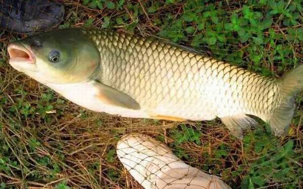 草鱼多少温度不吃食?