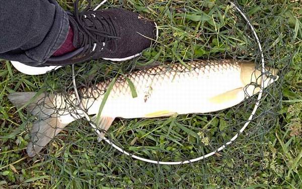 草鱼多少温度不吃食?