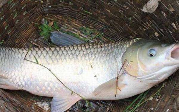 草鱼几月份开口吃玉米?