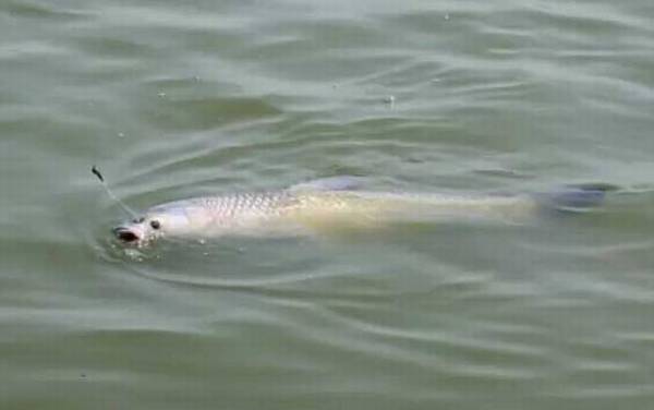 多少斤的青鱼才有青鱼石?