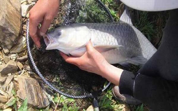 青鱼和草鱼可以混养吗?