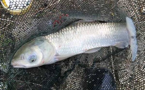 青鱼和草鱼可以混养吗?