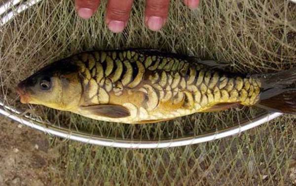 裸斑鱼是什么鱼?