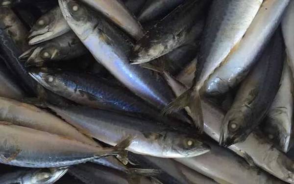 海水青鱼又叫什么鱼?