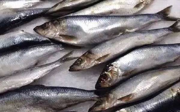 海水青鱼又叫什么鱼?