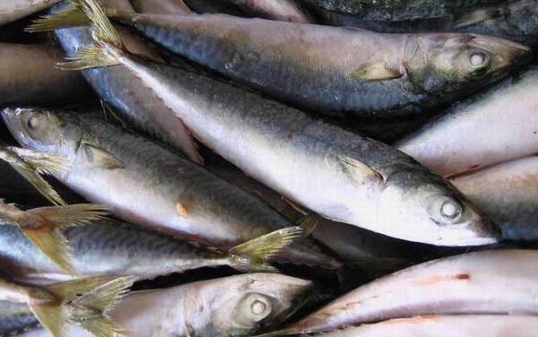 海水青鱼又叫什么鱼?