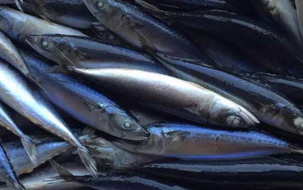 海水青鱼又叫什么鱼?