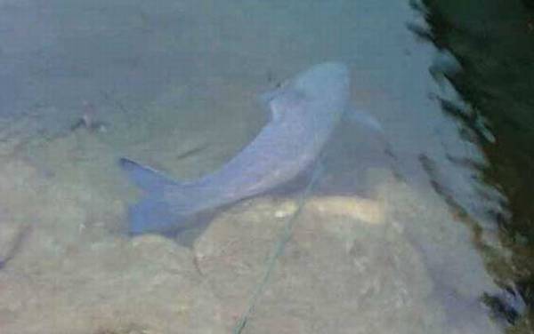 青鱼的寿命最长多少年?