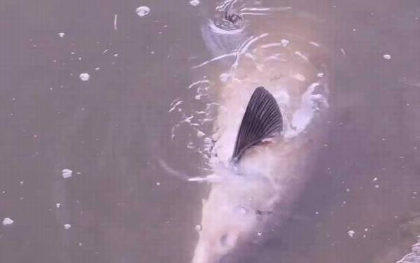 青鱼的寿命最长多少年?