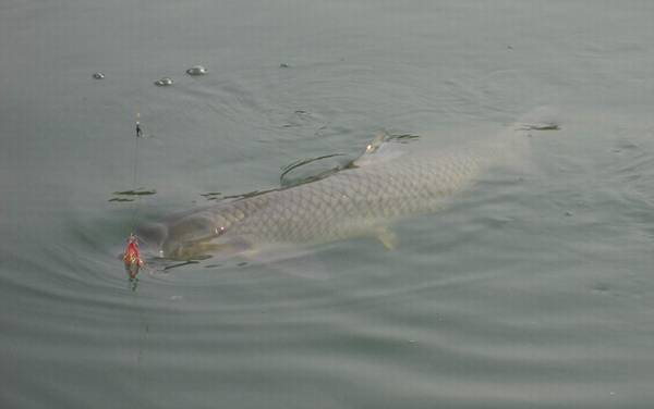 青鱼为什么叫死人鱼?