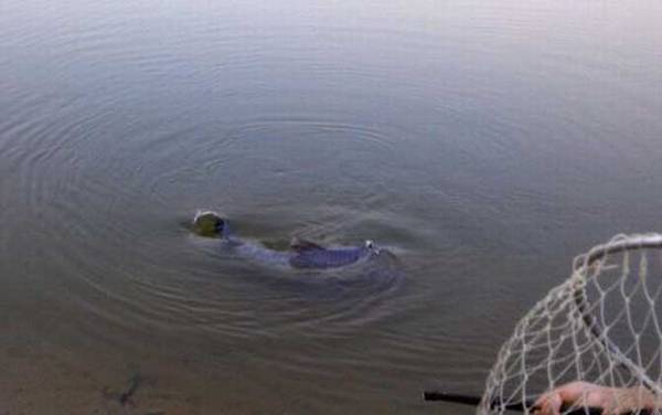 青鱼为什么叫死人鱼?