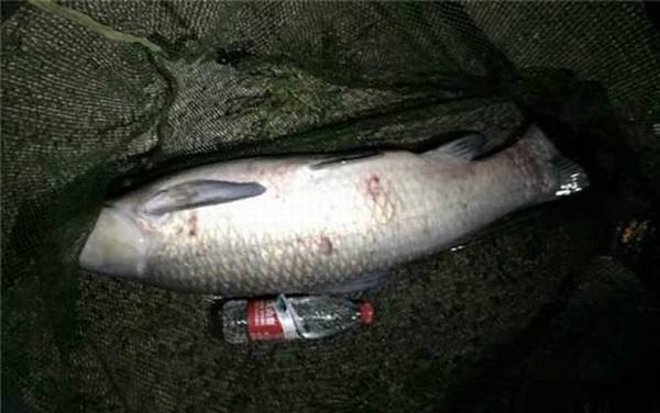 青鱼就是清江鱼吗?