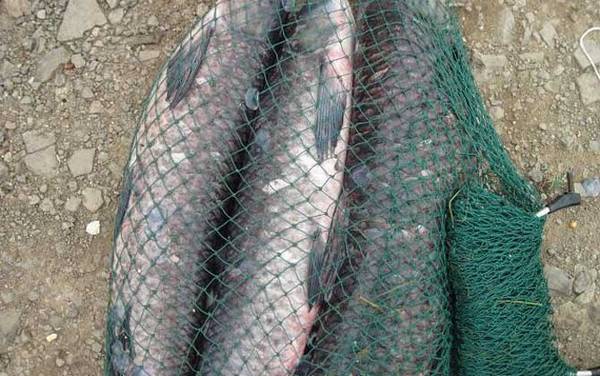 青鱼喜欢在多深的水活动?