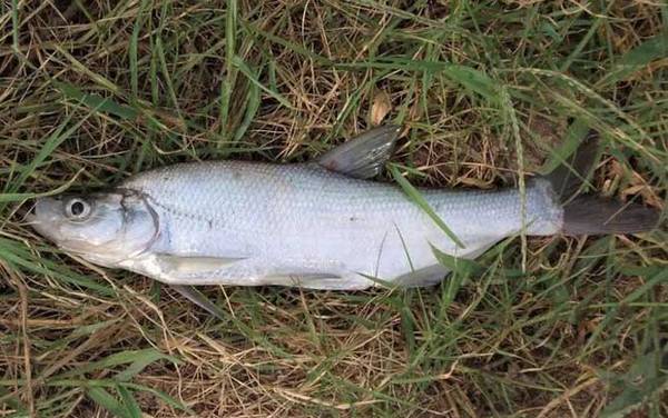 翘嘴喜欢在水里什么位置?