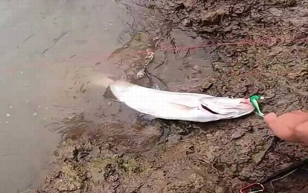 翘嘴为什么养不活?