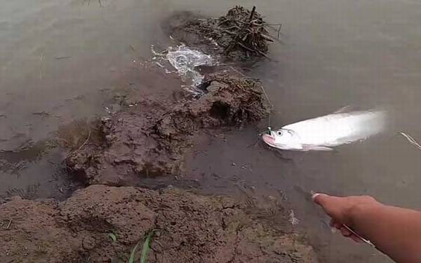 翘嘴为什么养不活?