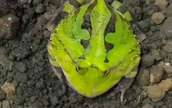 角蛙不吃东西怎么办?