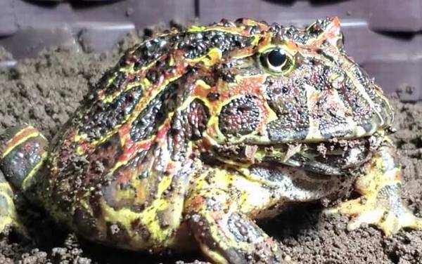 角蛙不吃东西怎么办?