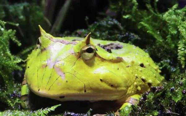 角蛙不吃东西怎么办?