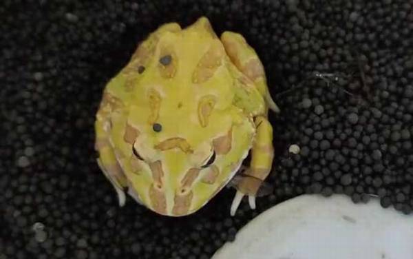 黄金角蛙价格多少钱一只?