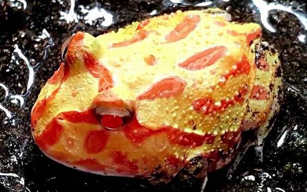 黄金角蛙价格多少钱一只?