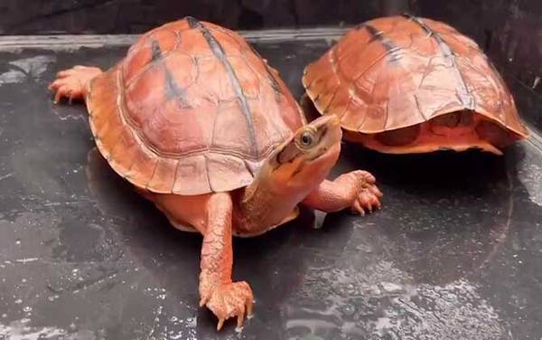 金钱龟是什么动物?