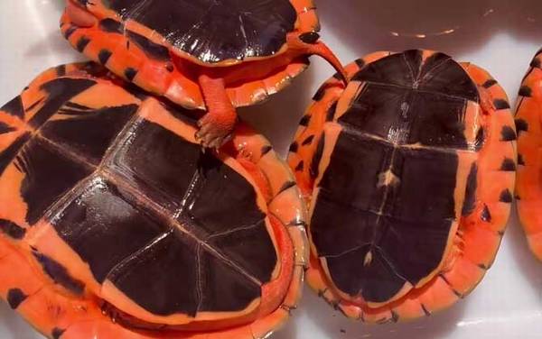 金钱龟是什么动物?