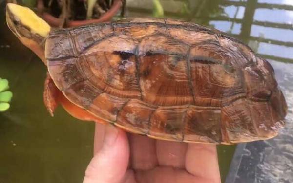 金钱龟吃什么食物?