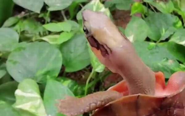 金钱龟吃什么食物?