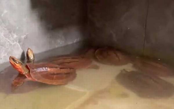 金钱龟吃什么食物?