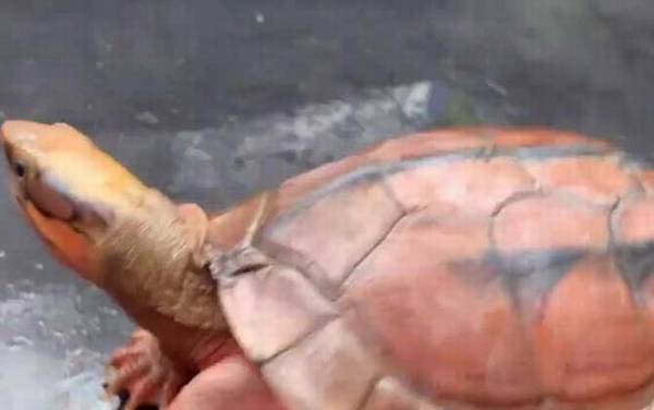 金钱龟怎么养最好?