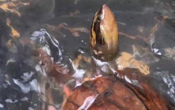 金钱龟怎么养最好?