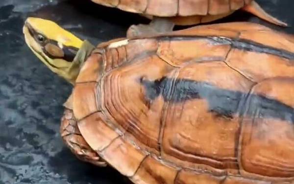 金钱龟价格多少钱一只?