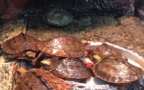 金钱龟价格多少钱一只?