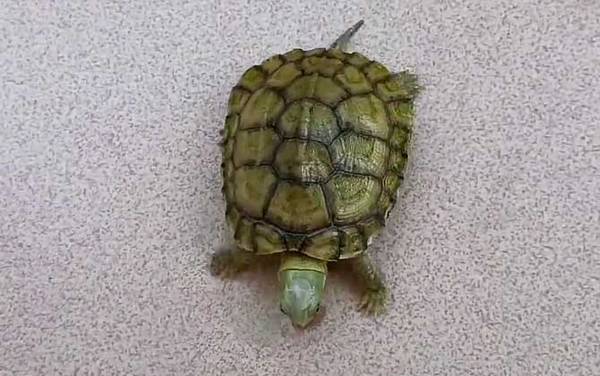石金钱龟是什么龟?