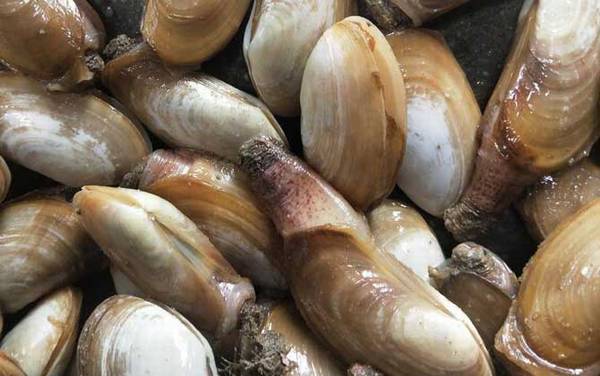 象拔蚌是什么动物?