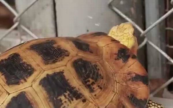 缅甸陆龟是什么龟?