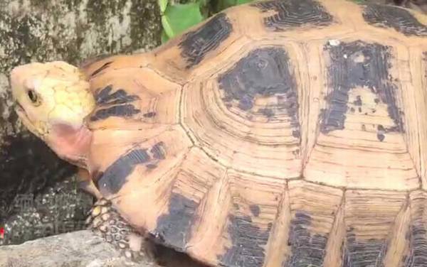 缅甸陆龟是什么龟?