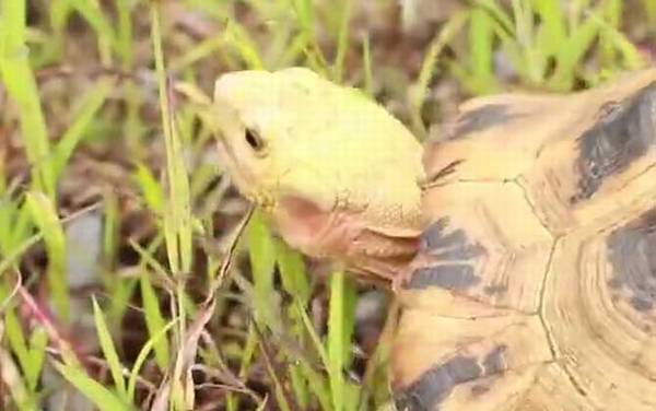 缅甸陆龟是什么龟?