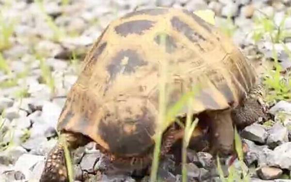 缅甸陆龟是什么龟?